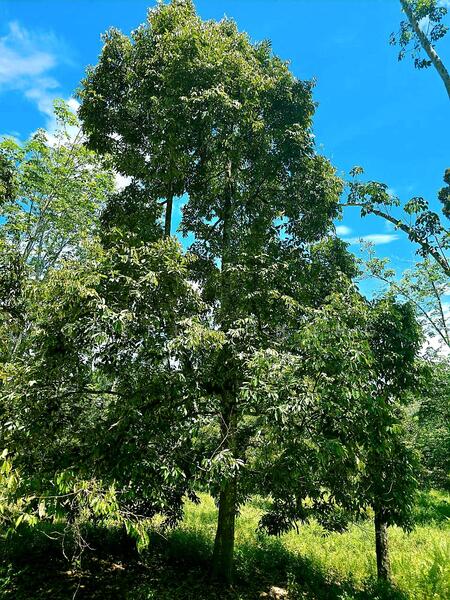 Agricultural Land for Sale in Kampung Jerlun (Kuala Kangsar) - Cherie Chong - PropertyGuru.com.my
