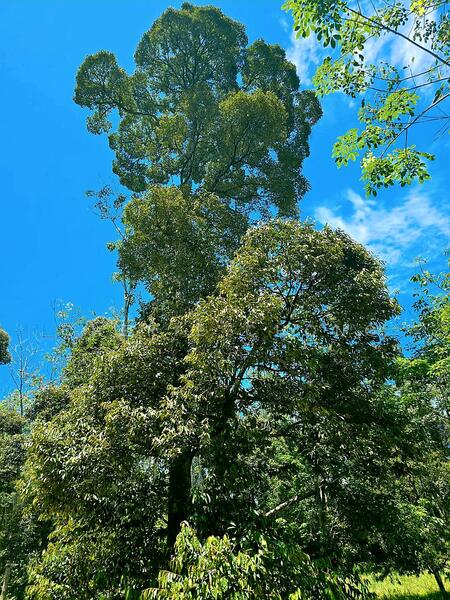 Agricultural Land for Sale in Kampung Jerlun (Kuala Kangsar) - Cherie Chong - PropertyGuru.com.my