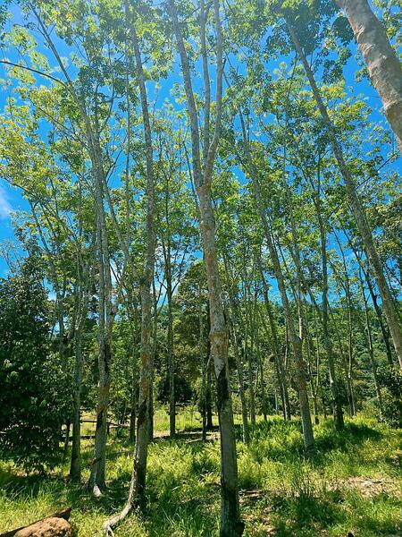Agricultural Land for Sale in Kampung Jerlun (Kuala Kangsar) - Cherie Chong - PropertyGuru.com.my