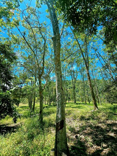 Agricultural Land for Sale in Kampung Jerlun (Kuala Kangsar) - Cherie Chong - PropertyGuru.com.my