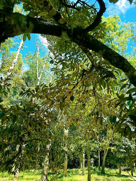 Agricultural Land for Sale in Kampung Jerlun (Kuala Kangsar) - Cherie Chong - PropertyGuru.com.my
