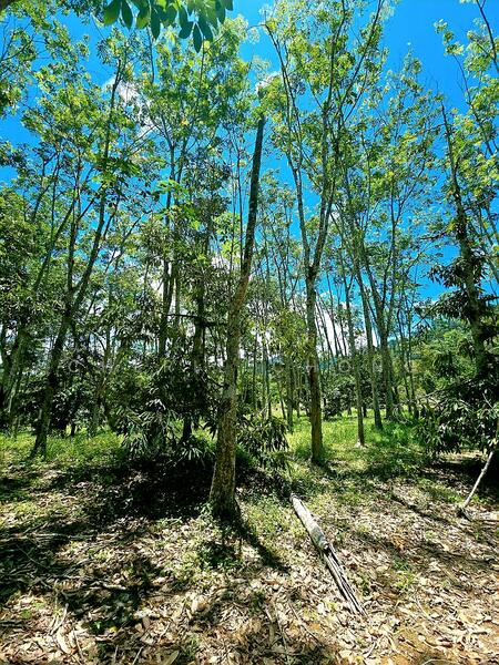 Agricultural Land for Sale in Kampung Jerlun (Kuala Kangsar) - Cherie Chong - PropertyGuru.com.my