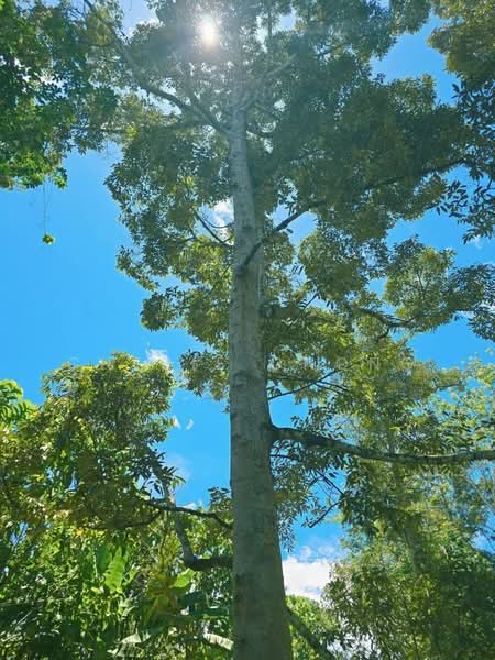 Agricultural Land for Sale in Kampung Jerlun (Kuala Kangsar) - Cherie Chong - Exterior - PropertyGuru.com.my