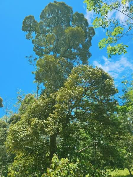 Agricultural Land for Sale in Kampung Jerlun (Kuala Kangsar) - Cherie Chong - Exterior - PropertyGuru.com.my