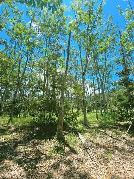 Agricultural Land for Sale in Kampung Jerlun (Kuala Kangsar) - Cherie Chong - Garden - PropertyGuru.com.my