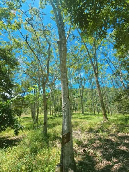 Agricultural Land for Sale in Kampung Jerlun (Kuala Kangsar) - Cherie Chong - Exterior - PropertyGuru.com.my
