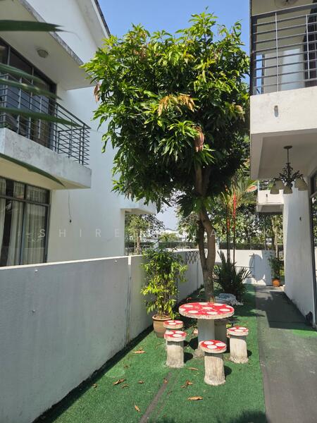 mango tree