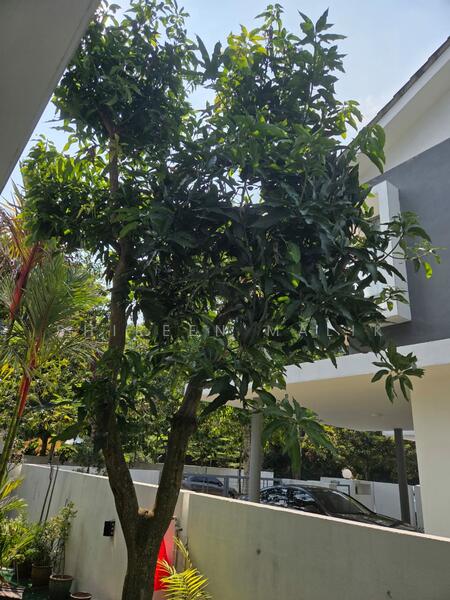 mango tree