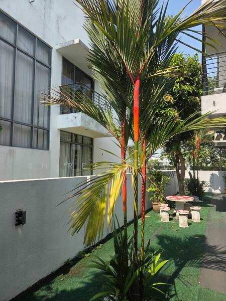 Palm tree