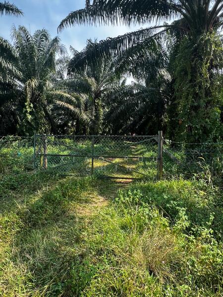 Untuk Dijual - lendu