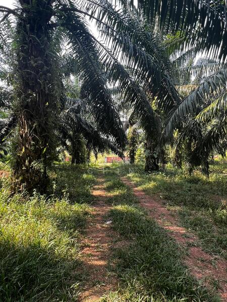 Untuk Dijual - lendu