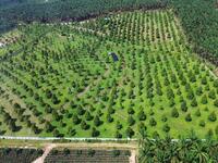 For Sale - Durian Orchard Serdang, Kedah