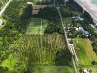 For Sale - Agricultural Land @ Sematan Jalan Seacom