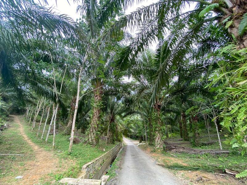 (Freehold, Berbukit)Tanah Pertanian 5.22 Ekar di Kg Peradong, Kuala Klawang, Jelebu, Negeri Sembilan untuk Untuk Dijual - RM 438,000, Apr 2026 - Exterior - PropertyGuru.com.my