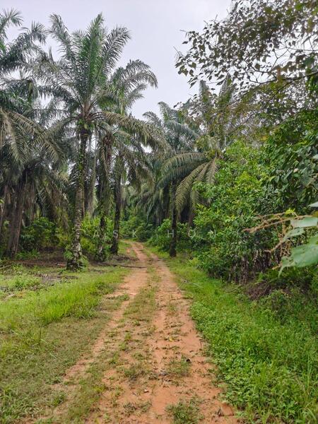 Untuk Dijual - Kampung Baru Bukit Batu @Sedenak