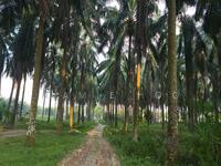 For Sale - Batang Berjuntai