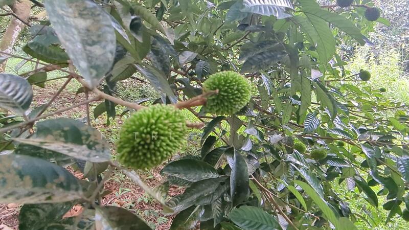 Buah rambutan pulasan