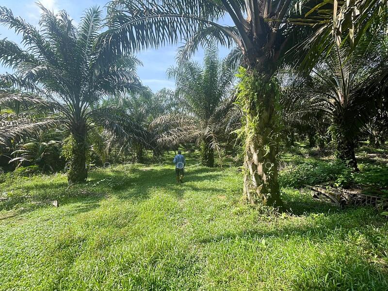 Agricultural Land for Sale in Kuala Kubu Bharu (Selangor) - Chow Kok Toong - Garden - PropertyGuru.com.my