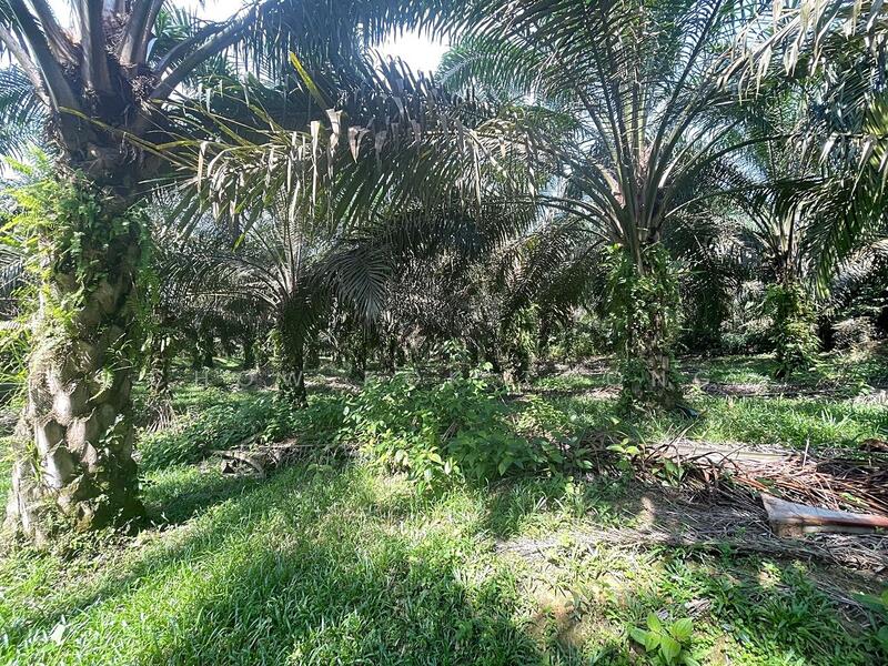 Agricultural Land for Sale in Kuala Kubu Bharu (Selangor) - Chow Kok Toong - Garden - PropertyGuru.com.my