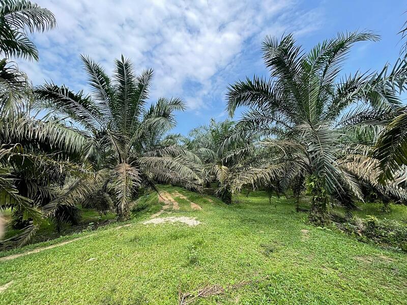 Agricultural Land for Sale in Kuala Kubu Bharu (Selangor) - Chow Kok Toong - Exterior - PropertyGuru.com.my