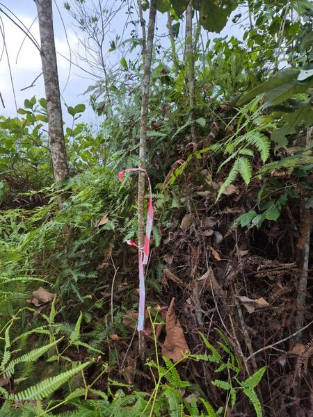 Agricultural Land for Sale in Sungai Gumut (Selangor) - Wong Ye Lien PhD - Exterior - PropertyGuru.com.my