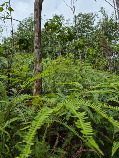 Agricultural Land for Sale in Sungai Gumut (Selangor) - Wong Ye Lien PhD - Exterior - PropertyGuru.com.my