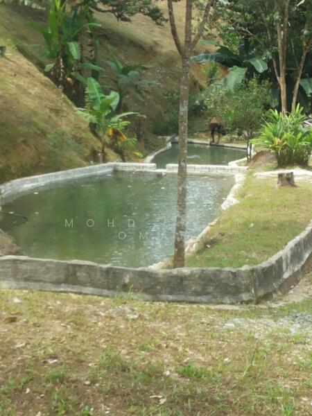 Fish Pond