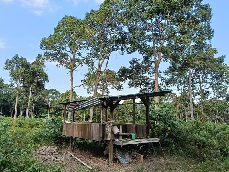 For Sale - Kebun Durian 2.9 Ekar Di Lanchang, Pahang [TANAH SIAP RUMAH KEBUN]
