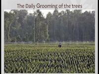 For Sale - Keningau Sabah-Oil Palm Land 25,000 acres