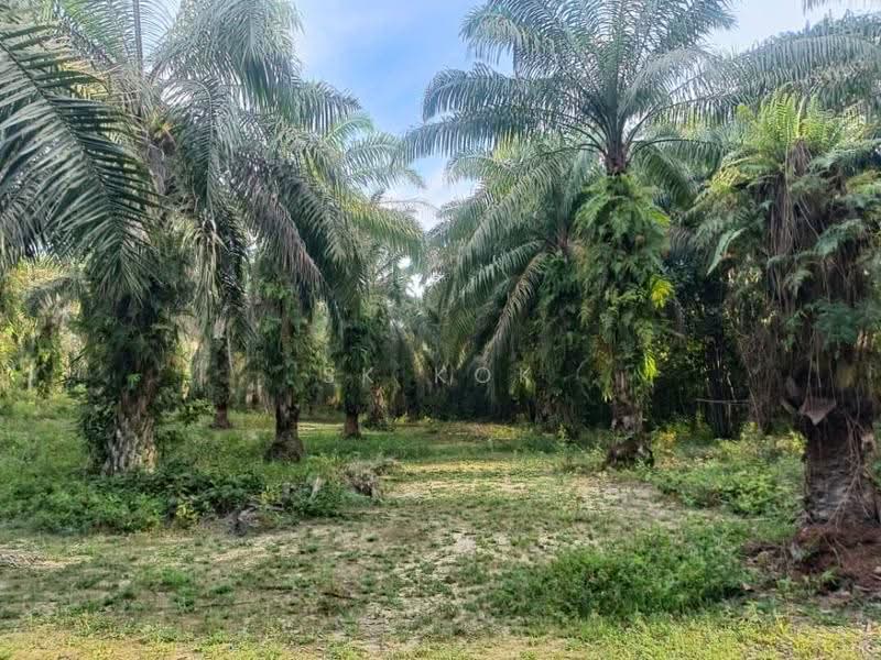 Agricultural Land for Rent in Kota Bahru (Gopeng) - SK Kok - Garden - PropertyGuru.com.my