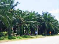 For Sale - 3246acres Palm Oil Land in Kelantan