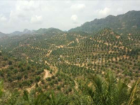 For Sale - 1153 Acres Oil Palm Plantation At Gua Musang For Sales