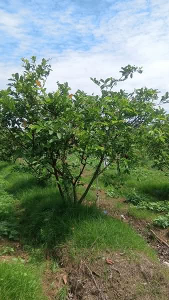 Agricultural Land for Sale in Serendah (Selangor) - Pek Wah Ng - Garden - PropertyGuru.com.my