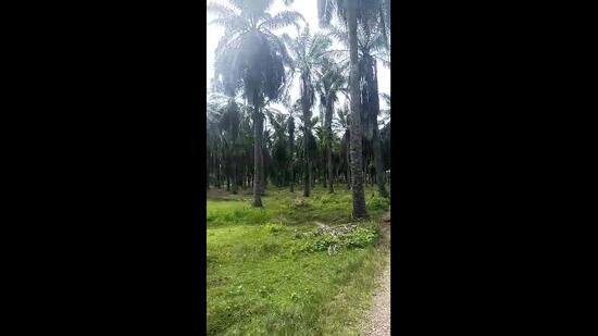 Agriculture Land for sale 78 acres near Jalan Kathong, Jugra, Banting, Selangor untuk Untuk Dijual - RM 49,000,000, Apr 2026 - PropertyGuru.com.my