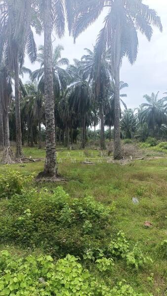 Agriculture Land for sale 78 acres near Jalan Kathong, Jugra, Banting, Selangor untuk Untuk Dijual - RM 49,000,000, Apr 2026 - Exterior - PropertyGuru.com.my