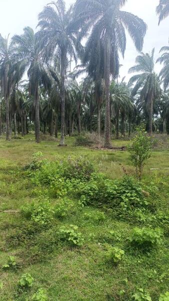 Agriculture Land for sale 78 acres near Jalan Kathong, Jugra, Banting, Selangor untuk Untuk Dijual - RM 49,000,000, Apr 2026 - Exterior - PropertyGuru.com.my