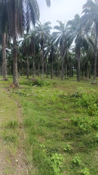Agriculture Land for sale 78 acres near Jalan Kathong, Jugra, Banting, Selangor untuk Untuk Dijual - RM 49,000,000, Apr 2026 - Exterior - PropertyGuru.com.my