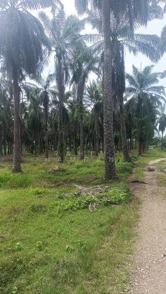 Agriculture Land for sale 78 acres near Jalan Kathong, Jugra, Banting, Selangor untuk Untuk Dijual - RM 49,000,000, Apr 2026 - Exterior - PropertyGuru.com.my