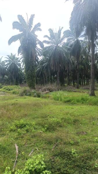 Agriculture Land for sale 78 acres near Jalan Kathong, Jugra, Banting, Selangor untuk Untuk Dijual - RM 49,000,000, Apr 2026 - Exterior - PropertyGuru.com.my