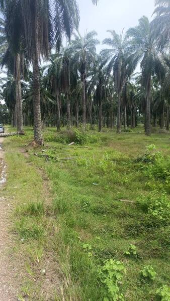 Agriculture Land for sale 78 acres near Jalan Kathong, Jugra, Banting, Selangor untuk Untuk Dijual - RM 49,000,000, Apr 2026 - Exterior - PropertyGuru.com.my