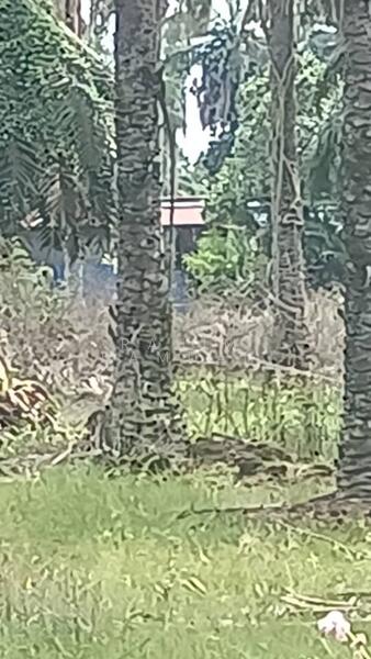 Agriculture Land for sale 78 acres near Jalan Kathong, Jugra, Banting, Selangor untuk Untuk Dijual - RM 49,000,000, Apr 2026 - Exterior - PropertyGuru.com.my