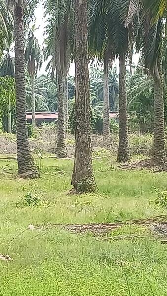 Agriculture Land for sale 78 acres near Jalan Kathong, Jugra, Banting, Selangor untuk Untuk Dijual - RM 49,000,000, Apr 2026 - Exterior - PropertyGuru.com.my
