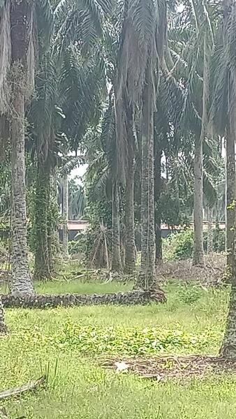 Agriculture Land for sale 78 acres near Jalan Kathong, Jugra, Banting, Selangor untuk Untuk Dijual - RM 49,000,000, Apr 2026 - Exterior - PropertyGuru.com.my