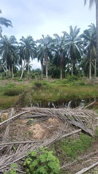 Agriculture Land for sale 78 acres near Jalan Kathong, Jugra, Banting, Selangor untuk Untuk Dijual - RM 49,000,000, Apr 2026 - Exterior - PropertyGuru.com.my