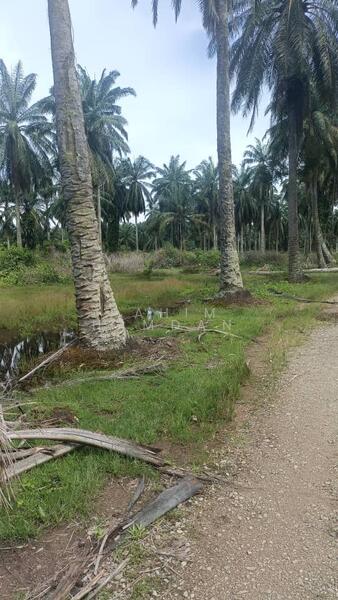 Agriculture Land for sale 78 acres near Jalan Kathong, Jugra, Banting, Selangor untuk Untuk Dijual - RM 49,000,000, Apr 2026 - Exterior - PropertyGuru.com.my