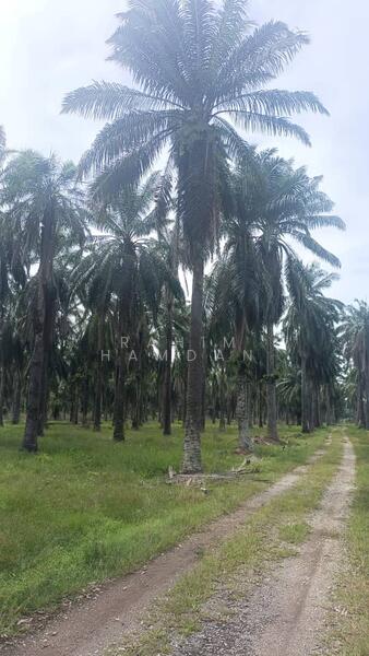 Agriculture Land for sale 78 acres near Jalan Kathong, Jugra, Banting, Selangor untuk Untuk Dijual - RM 49,000,000, Apr 2026 - Exterior - PropertyGuru.com.my