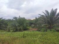 For Sale - 2000 Acres Oil Palm Plantation At Pahang For Sales