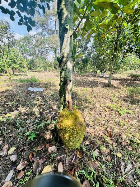 For Sale - kampong baru pajam