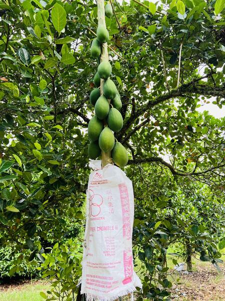 For Sale - kampong baru pajam