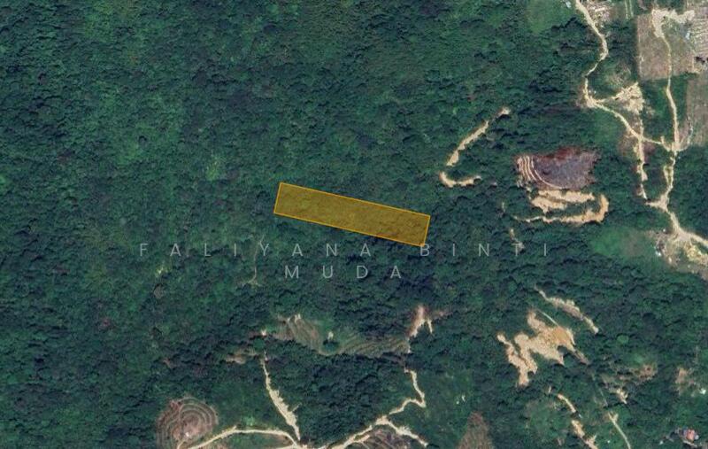 Untuk Dijual - Buluh akar